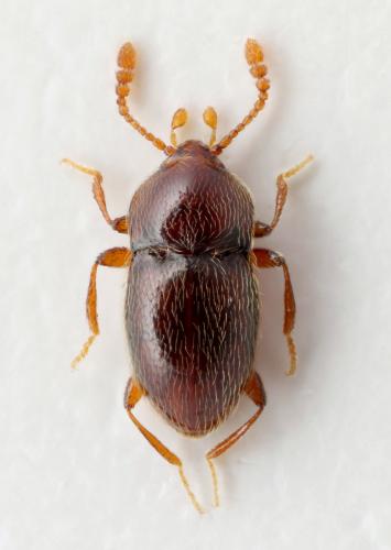 Cephennium rousseti